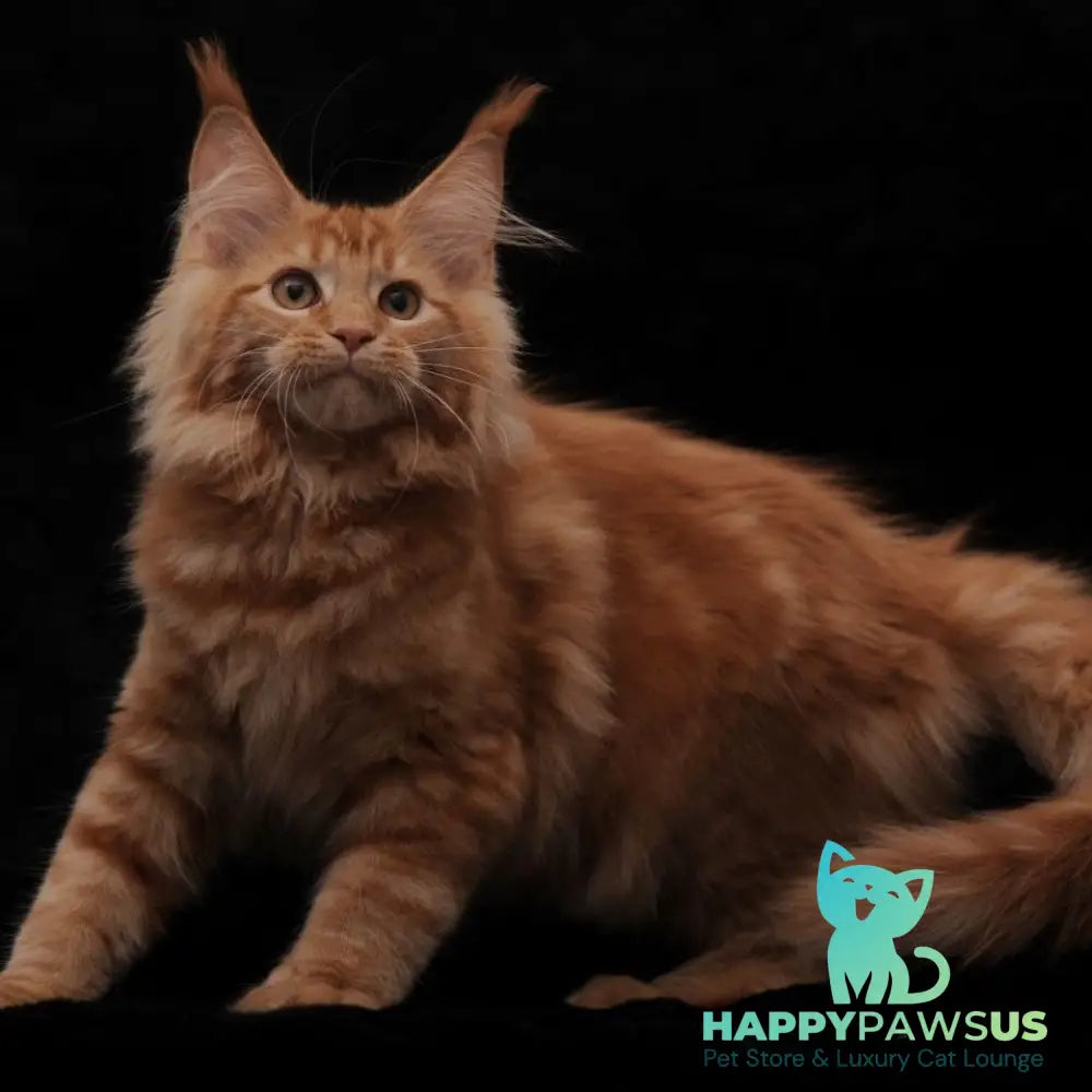 Riana Maine Coon female red - live animals