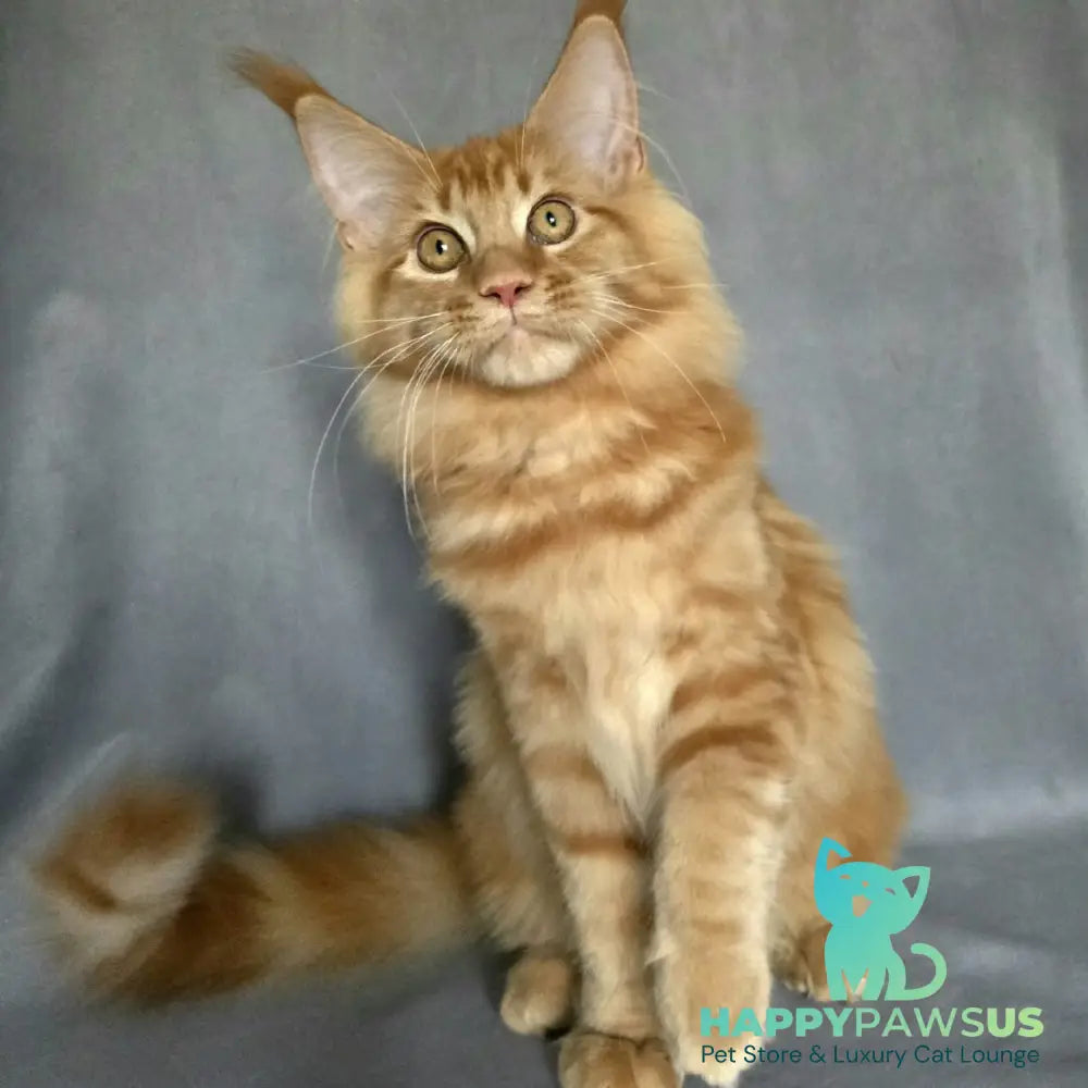 Riana Maine Coon female red - live animals