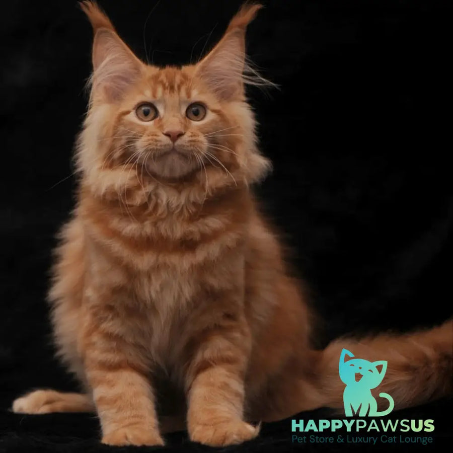 Riana Maine Coon female red - live animals