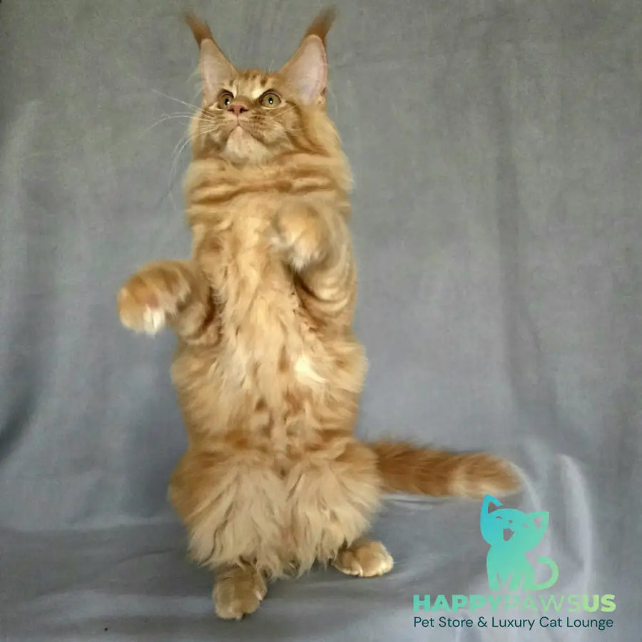Riana Maine Coon female red - live animals