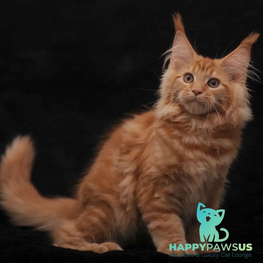 Riana Maine Coon female red - live animals