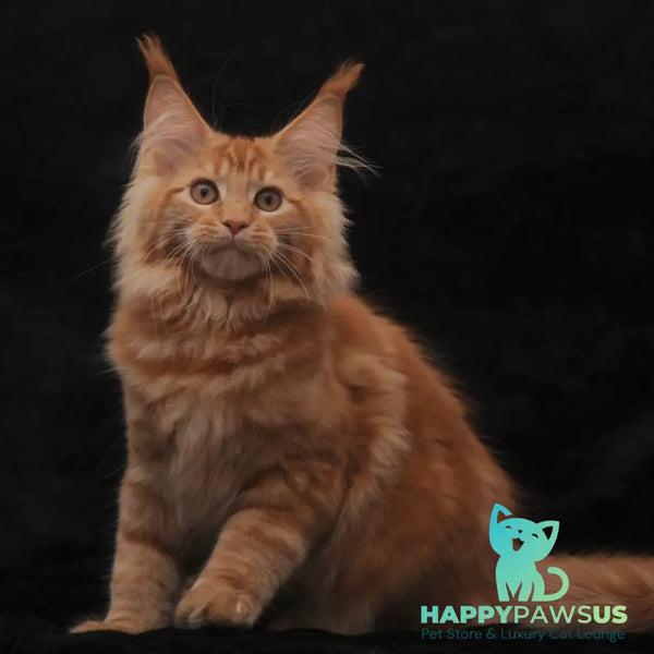 Riana Maine Coon female red - live animals