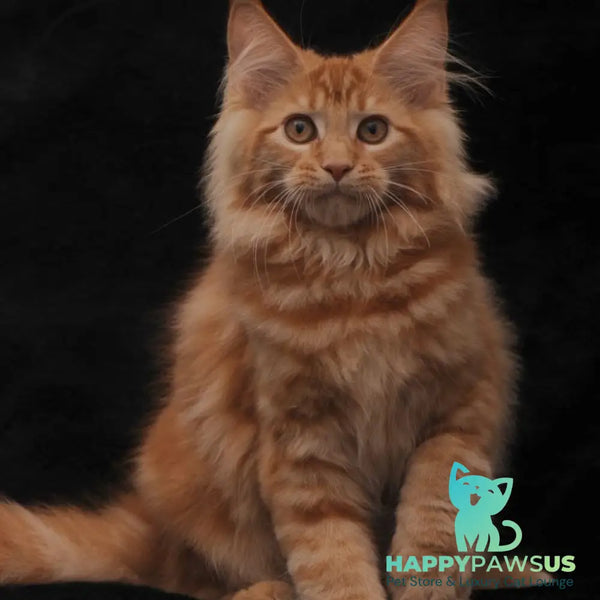 Riana Maine Coon female red - live animals
