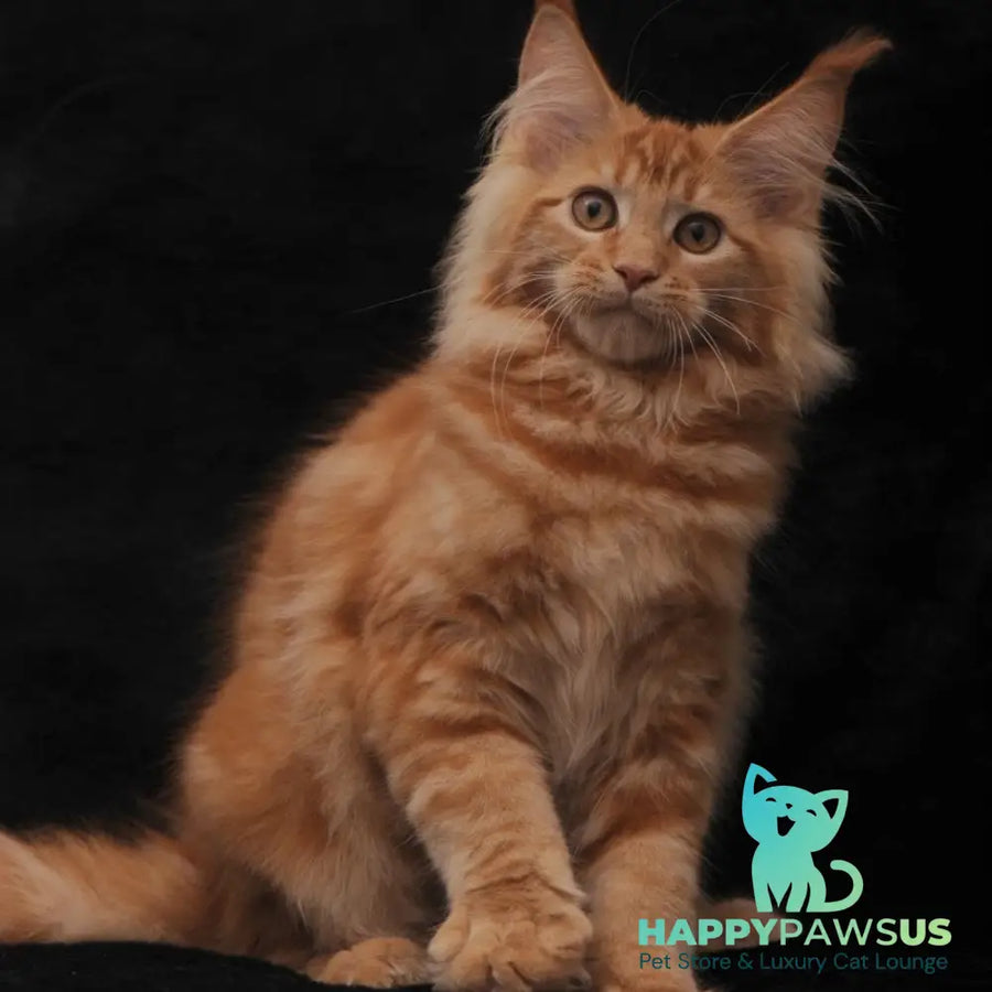 Riana Maine Coon female red - live animals