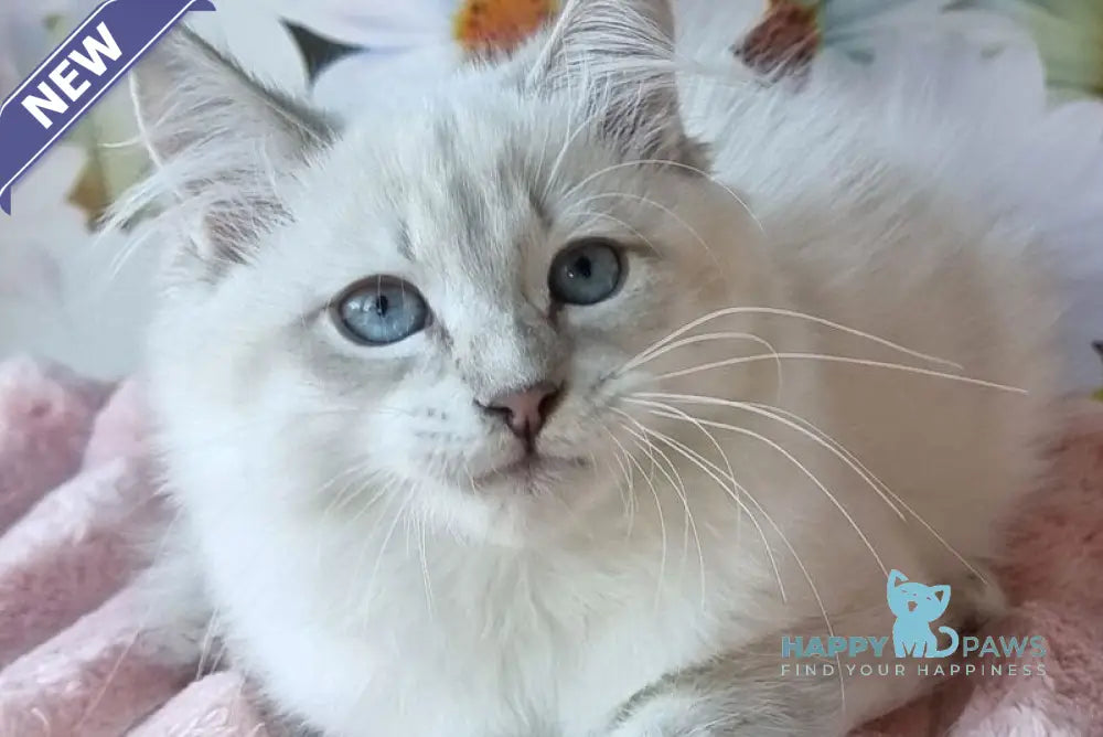 Riana Siberian female blue tabby pointed live animals