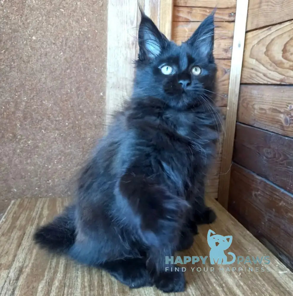 Rica Maine Coon polydactyl female black live animals