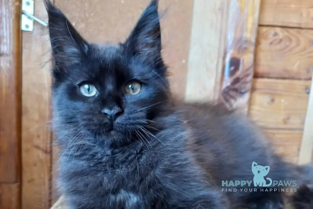 Rica Maine Coon polydactyl female black live animals