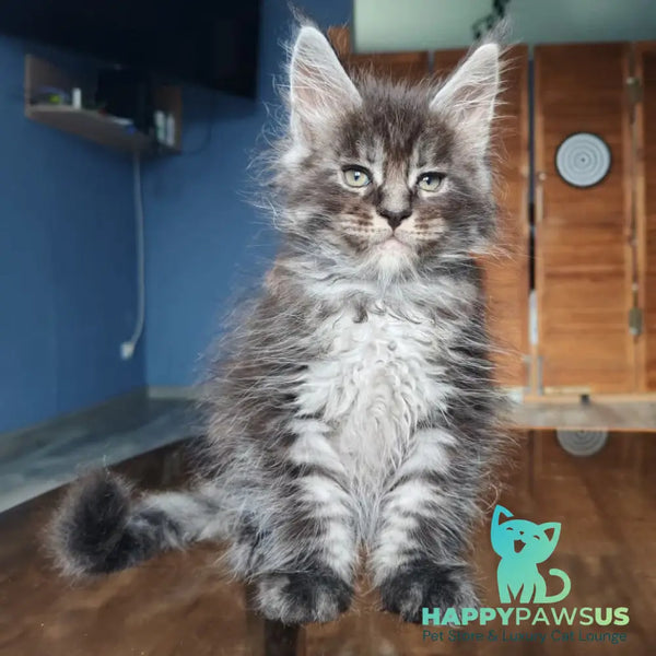 Ricardo Maine Coon male black silver tabby - live animals