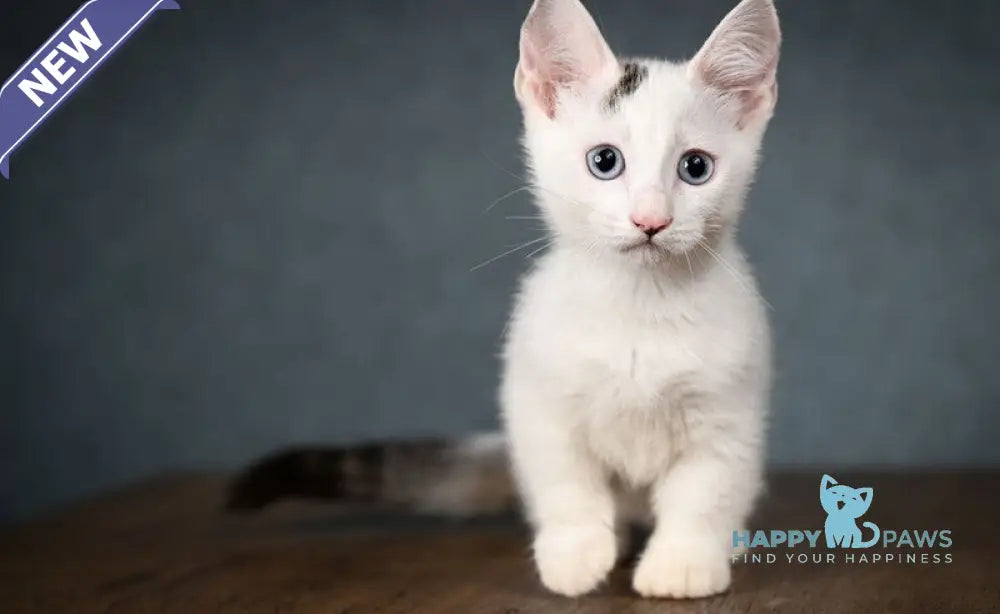 Riccardo Munchkin male black van live animals