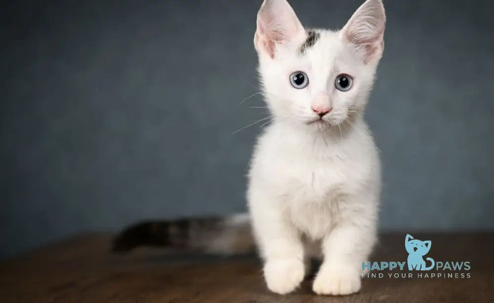 Riccardo Munchkin male black van live animals