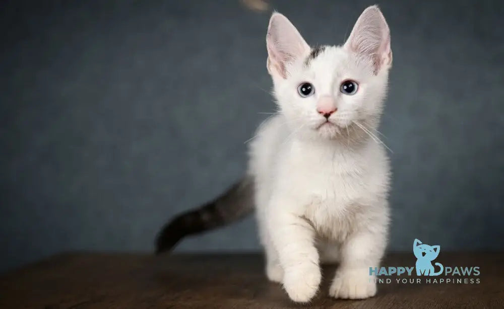 Riccardo Munchkin male black van live animals