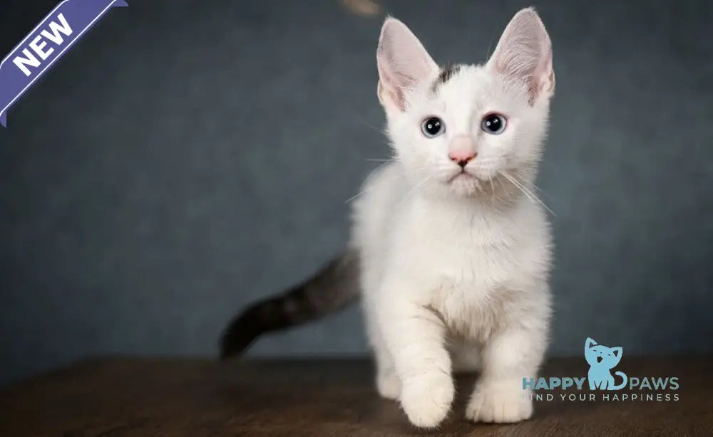Riccardo Munchkin male black van live animals