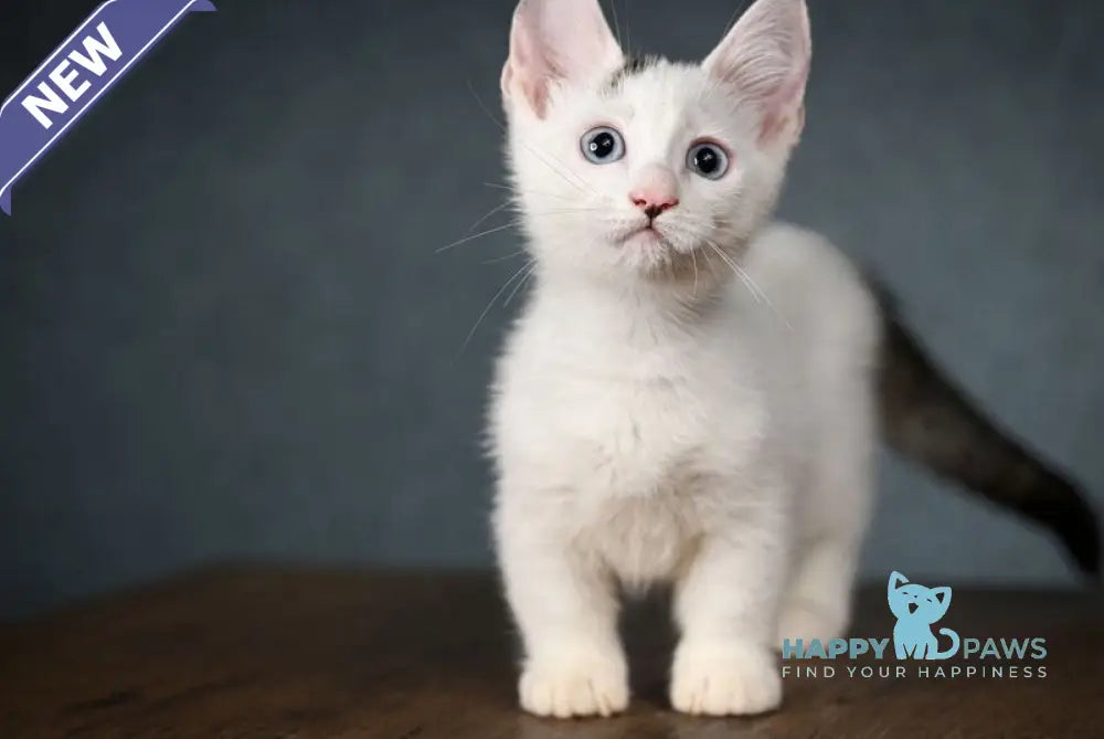 Riccardo Munchkin male black van live animals
