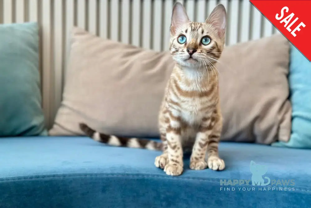 Rich Bengal male snow pointed - live animals