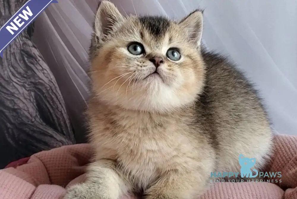 Rich British Shorthair male black golden ticked tabby - live animals