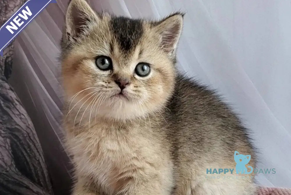 Rich British Shorthair male black golden ticked tabby - live animals