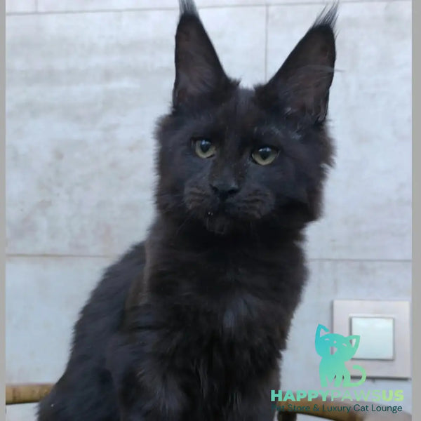 Rich Maine Coon male black - live animals