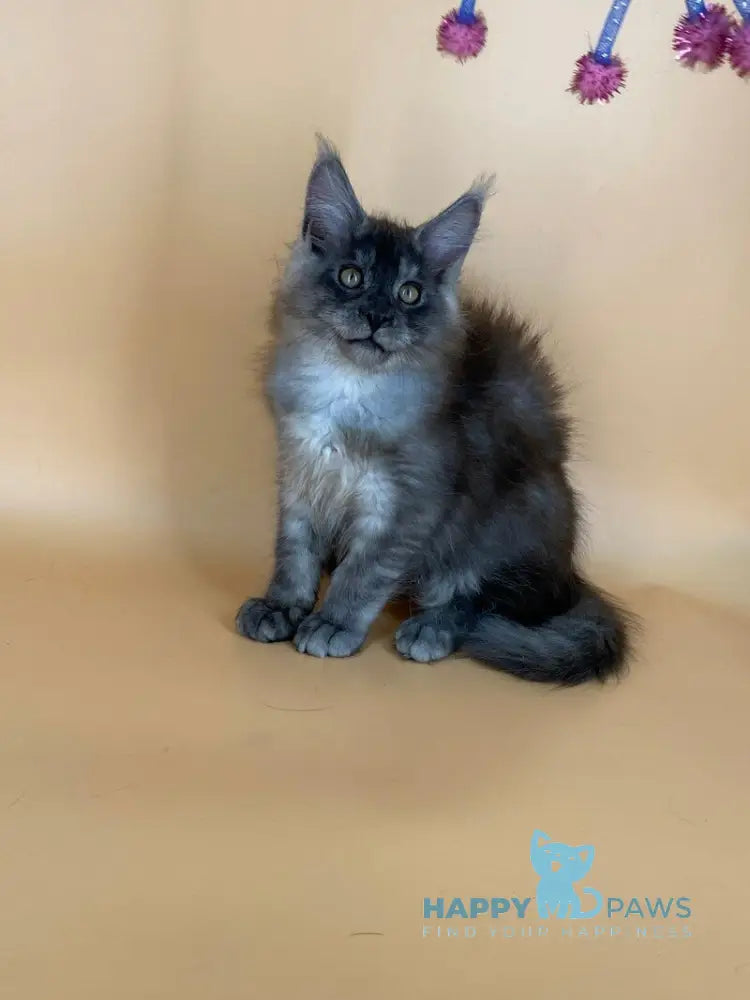 Rich Maine Coon male black silver live animals