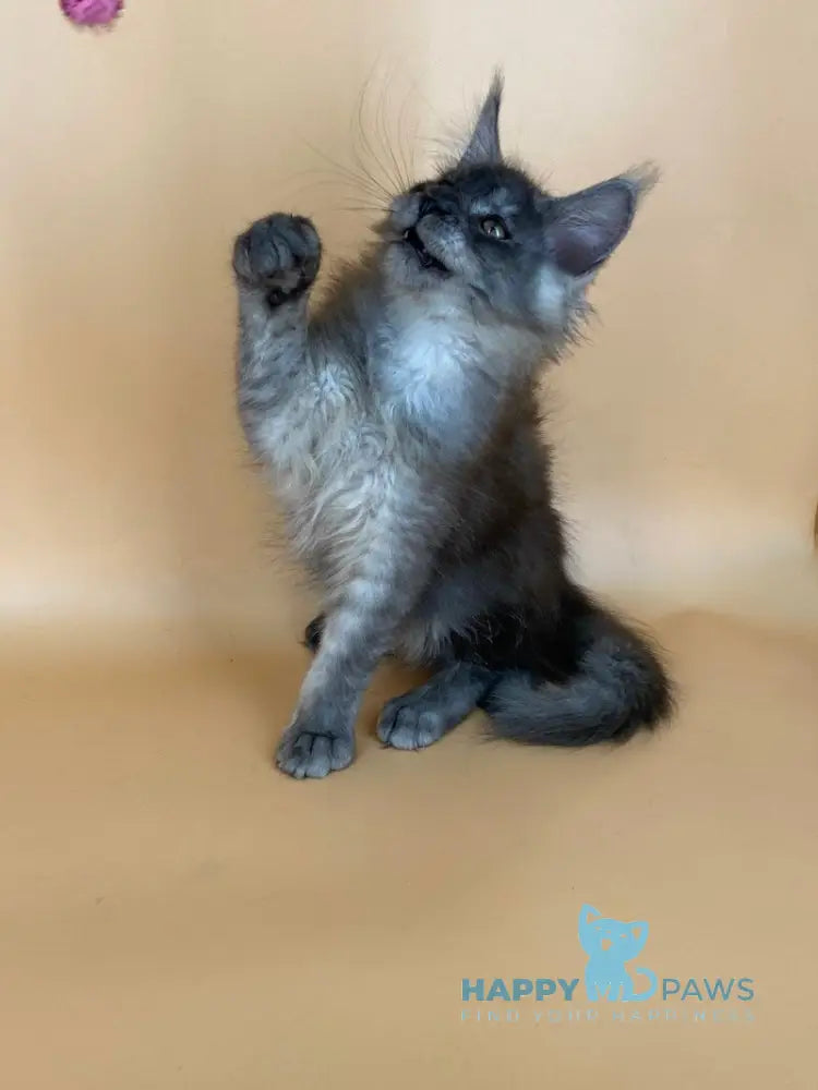 Rich Maine Coon male black silver live animals