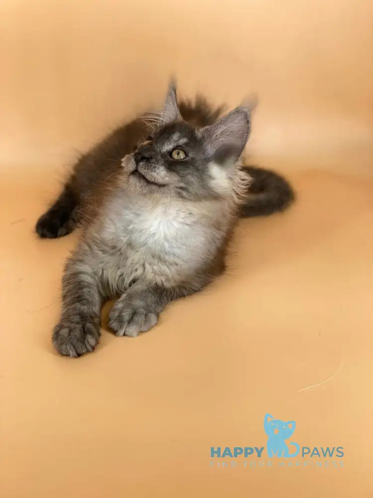 Rich Maine Coon male black silver live animals