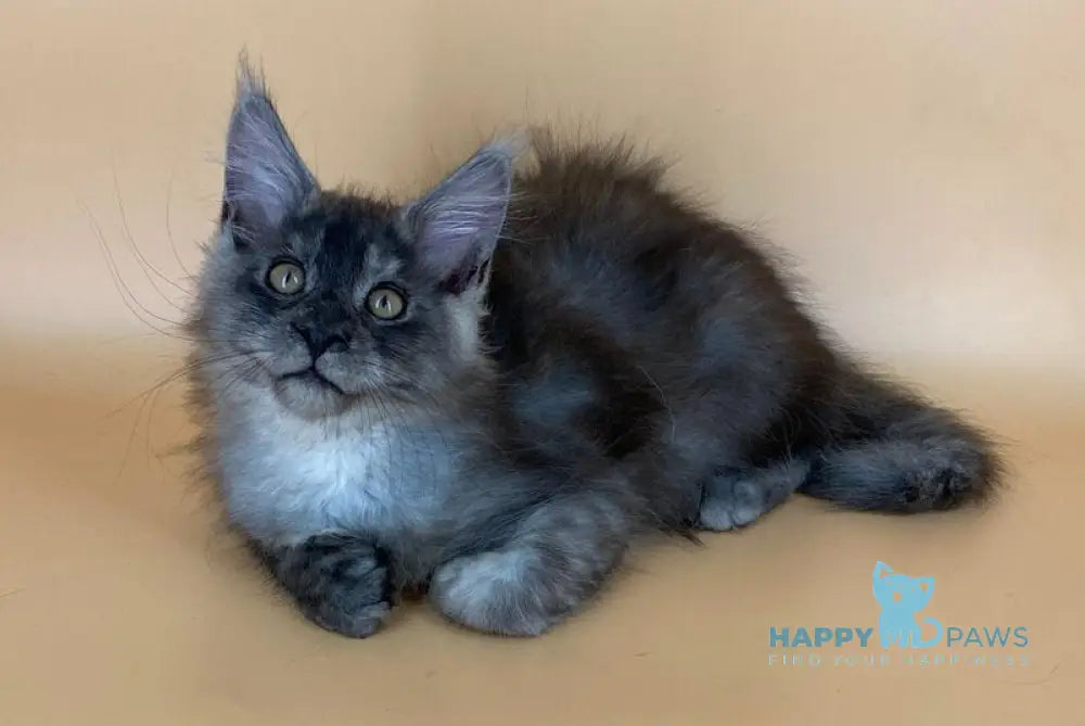 Rich Maine Coon male black silver live animals