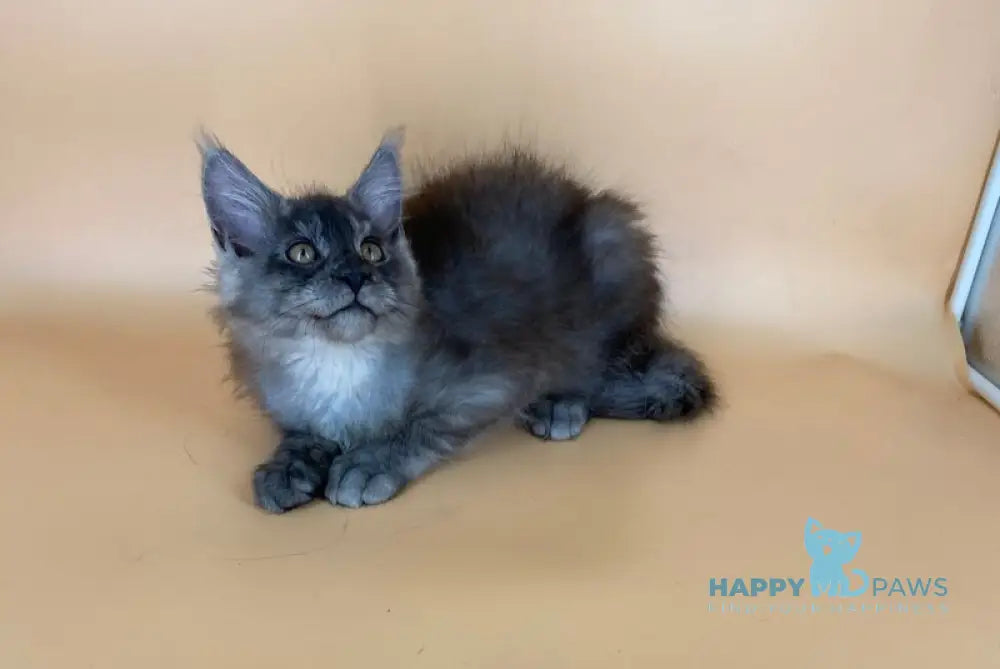 Rich Maine Coon male black silver live animals