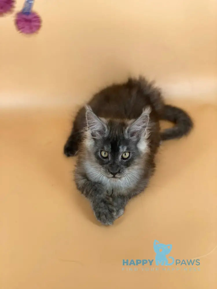 Rich Maine Coon male black silver live animals