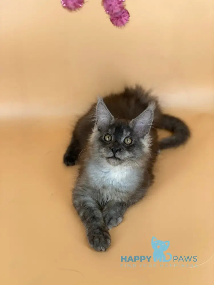 Rich Maine Coon male black silver live animals