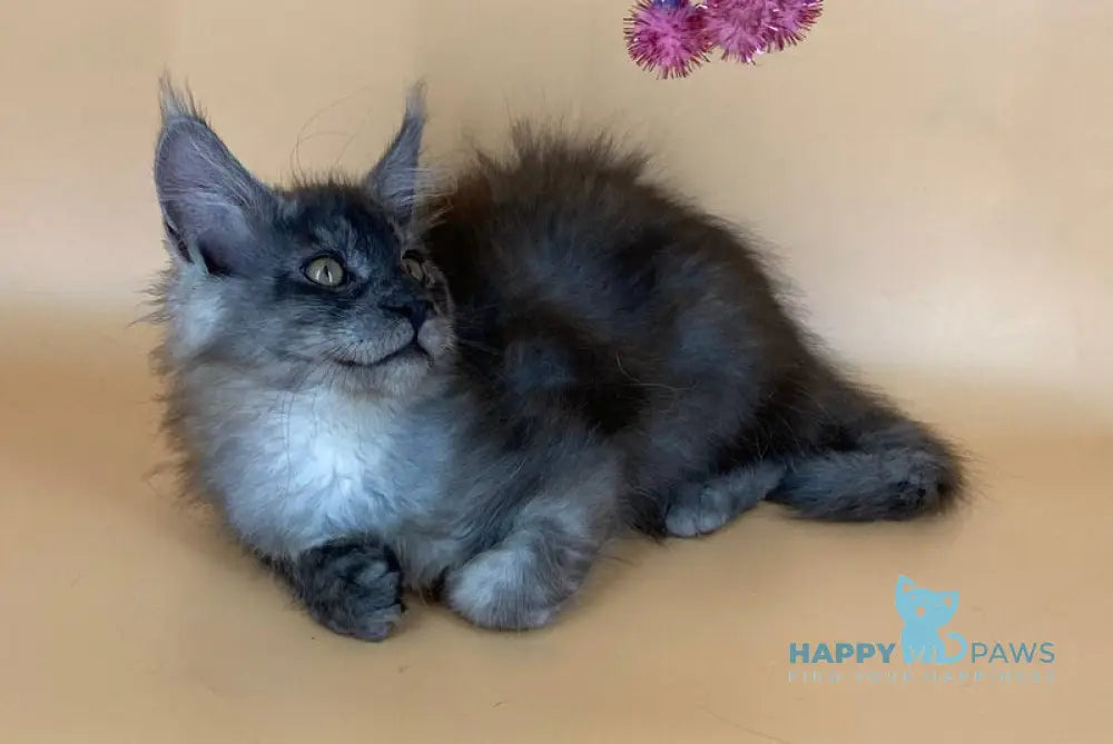 Rich Maine Coon male black silver live animals