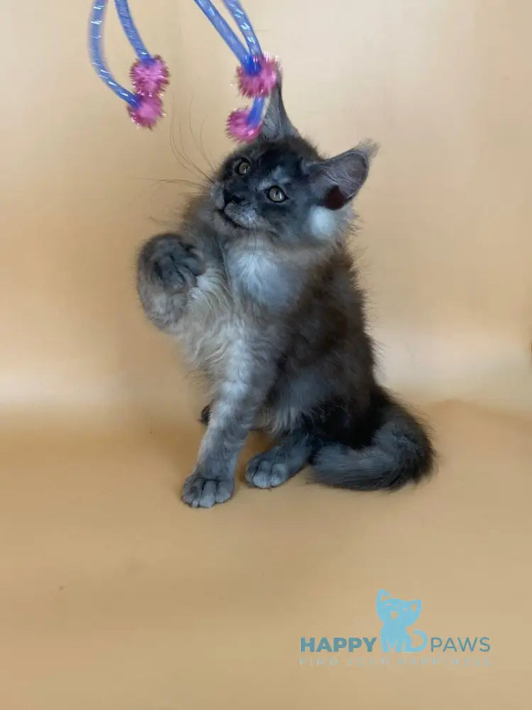 Rich Maine Coon male black silver live animals