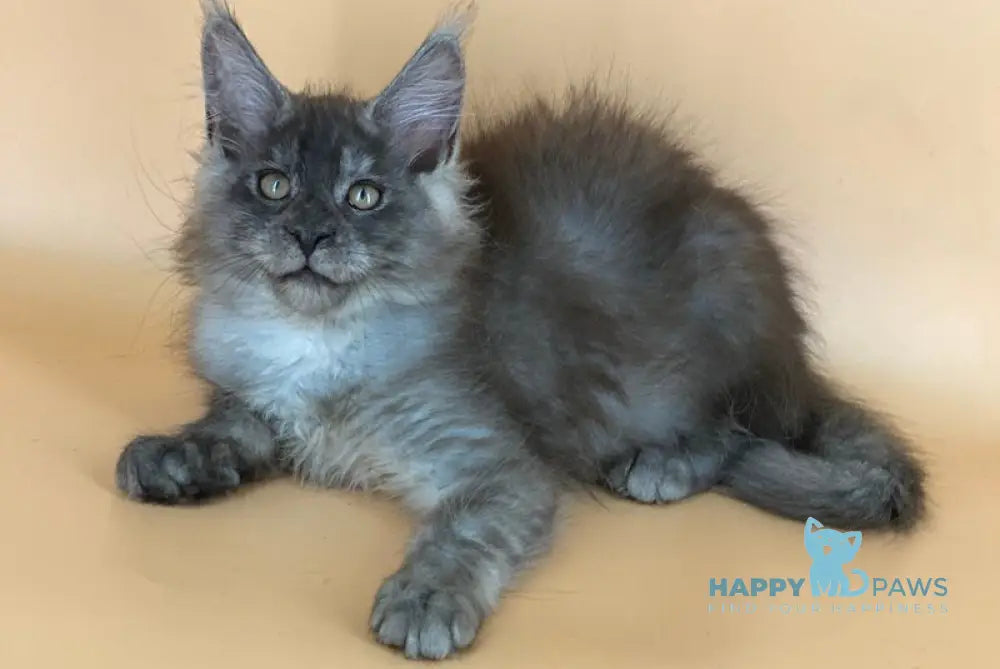 Rich Maine Coon male black silver live animals