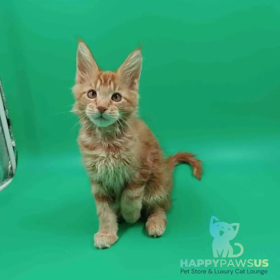 Rich Maine Coon male red tabby - live animals