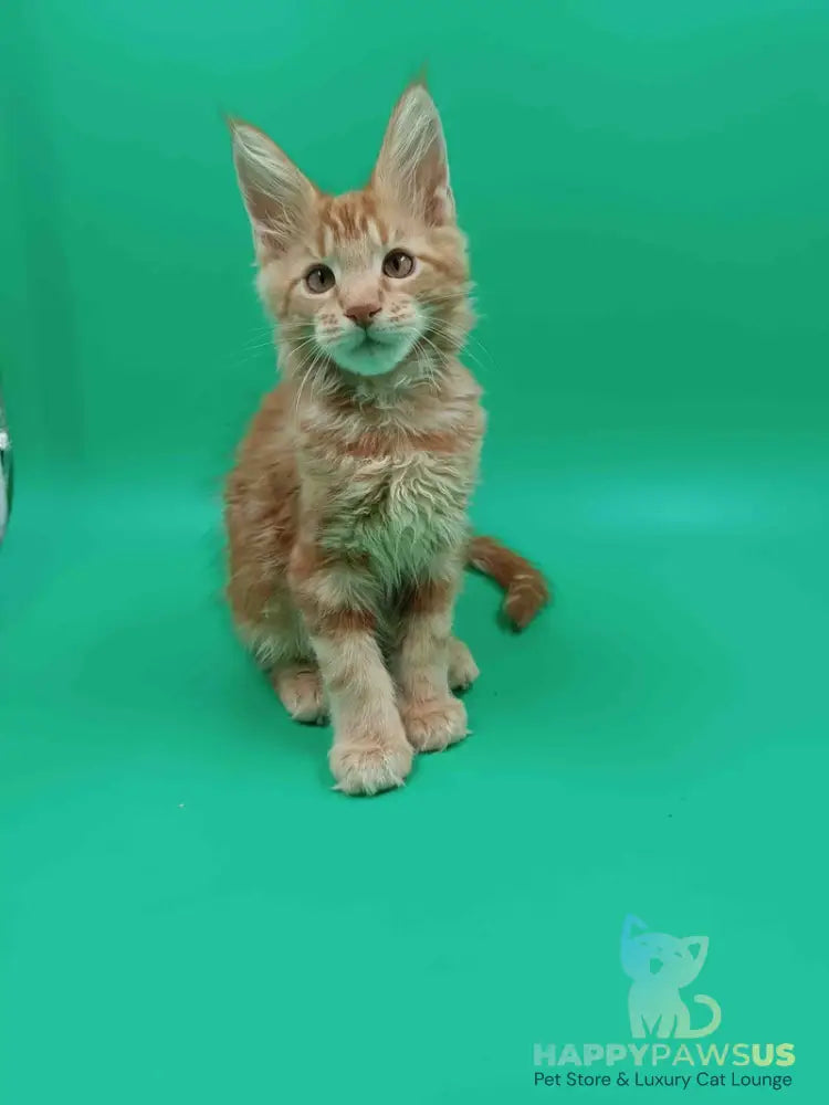 Rich Maine Coon male red tabby - live animals