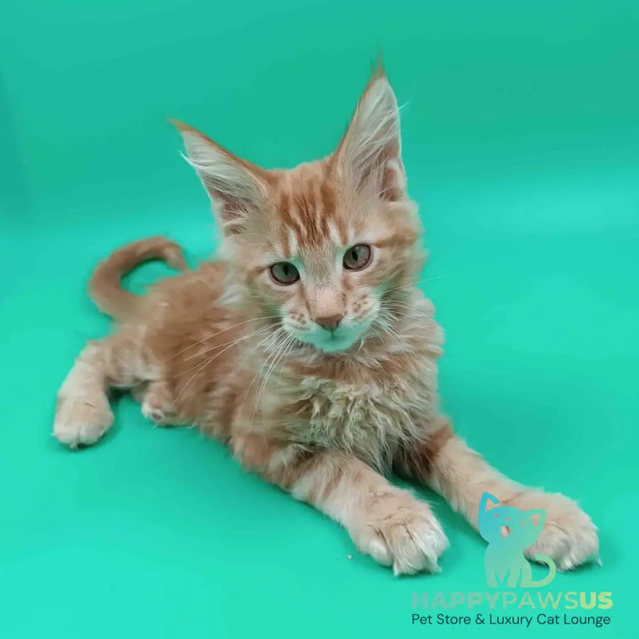Rich Maine Coon male red tabby - live animals