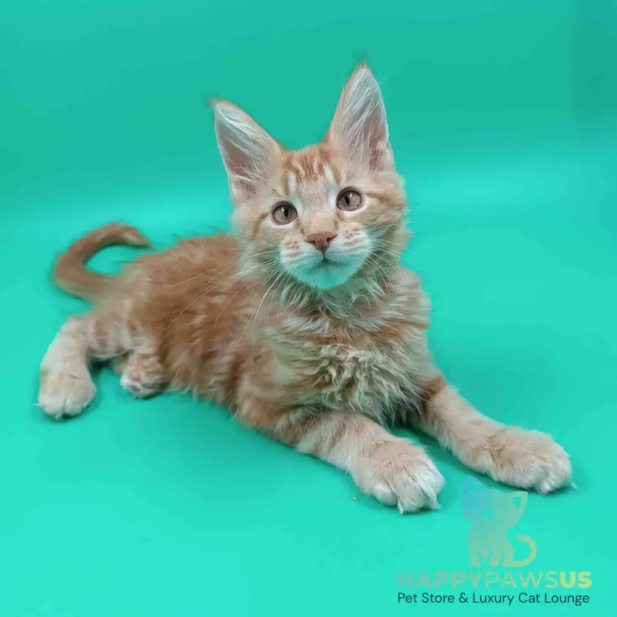 Rich Maine Coon male red tabby - live animals