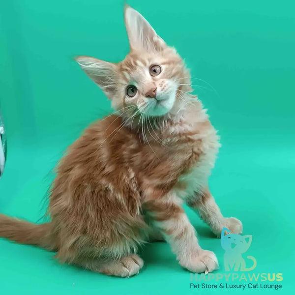 Rich Maine Coon male red tabby - live animals