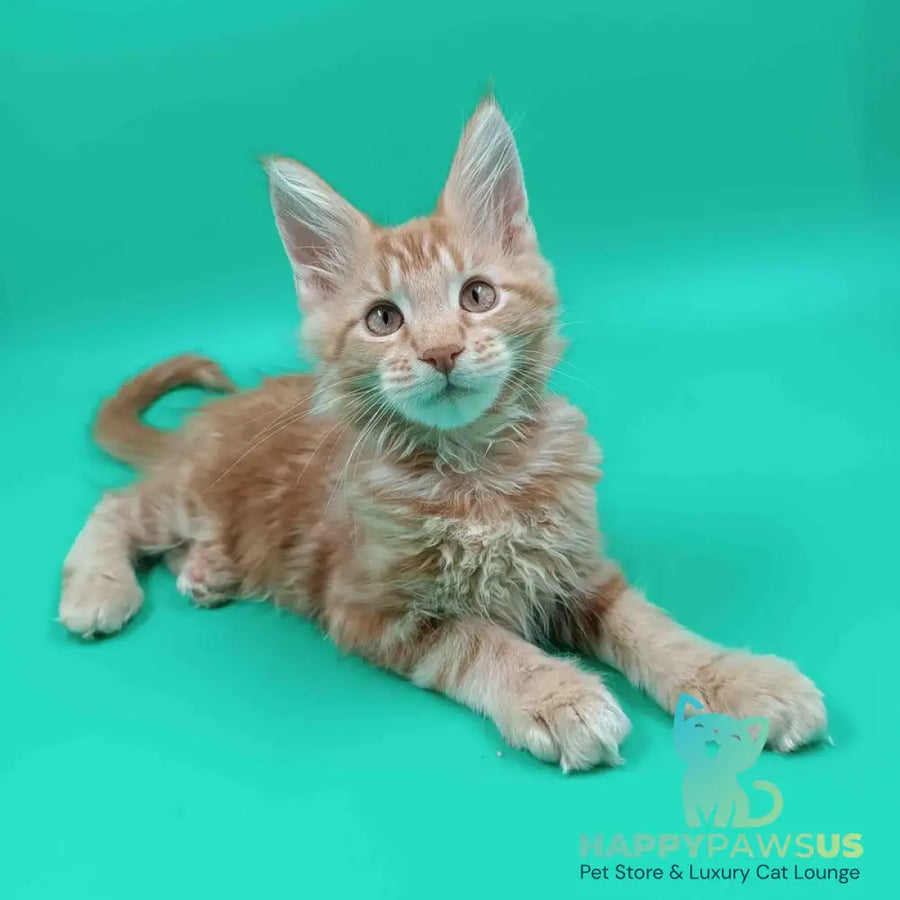 Rich Maine Coon male red tabby - live animals