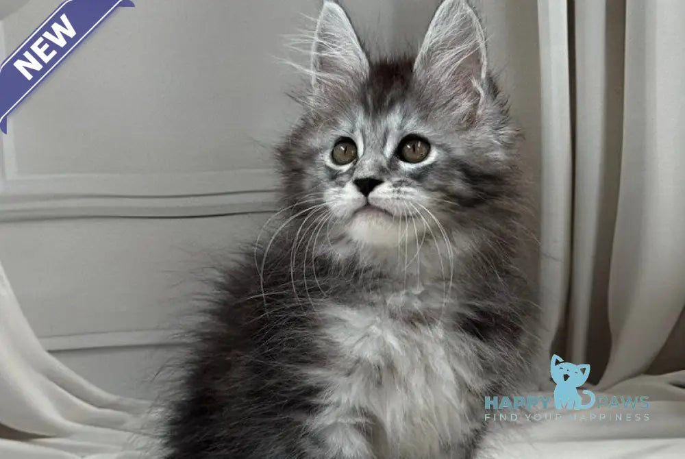 Rich Maine Coon polydactyl male black silver ticked tabby live animals