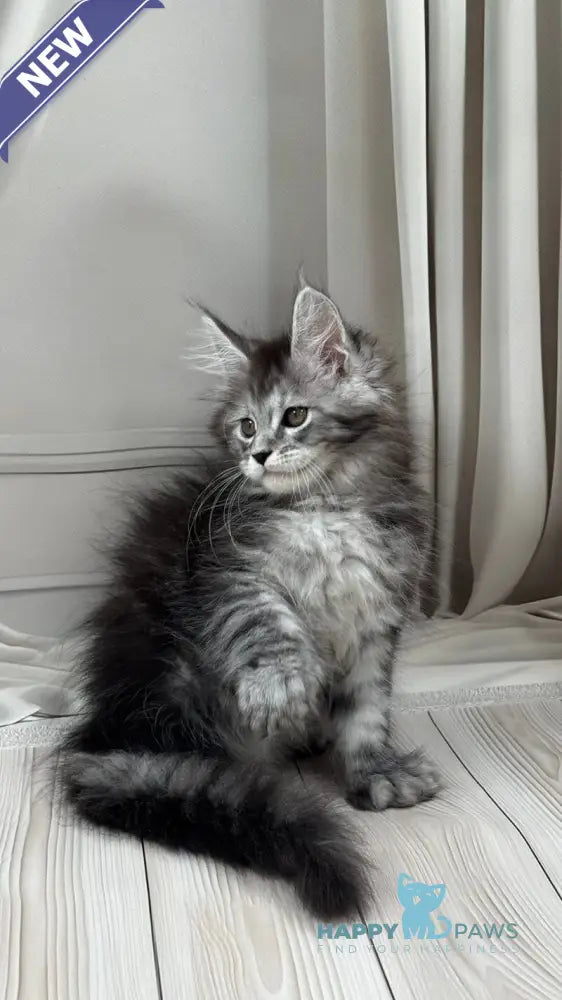 Rich Maine Coon polydactyl male black silver ticked tabby live animals