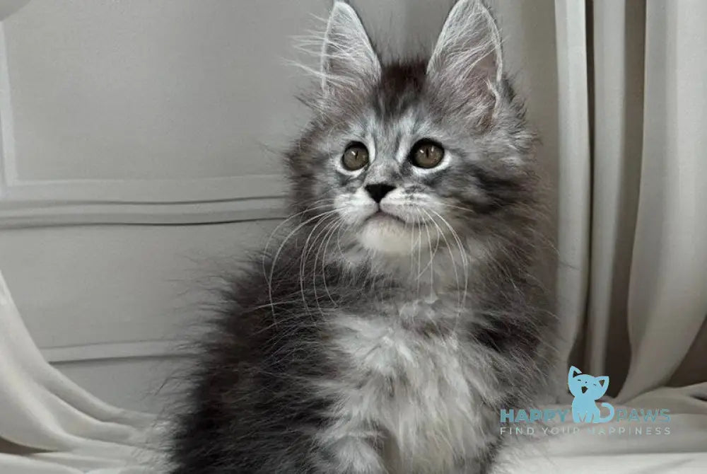 Rich Maine Coon polydactyl male black silver ticked tabby live animals