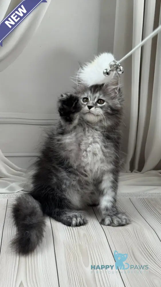 Rich Maine Coon polydactyl male black silver ticked tabby live animals