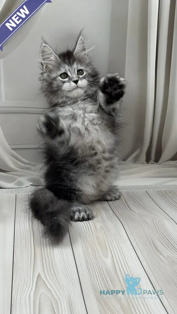 Rich Maine Coon polydactyl male black silver ticked tabby live animals