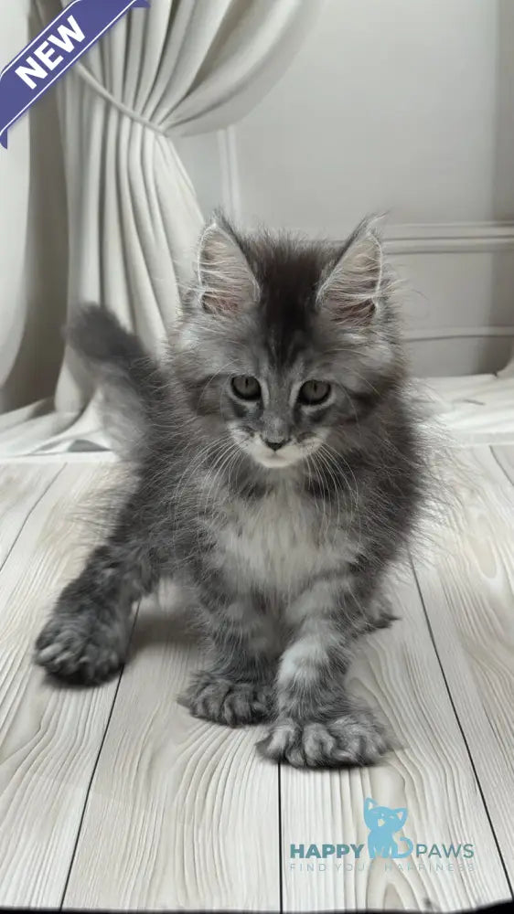 Rich Maine Coon polydactyl male black silver ticked tabby live animals