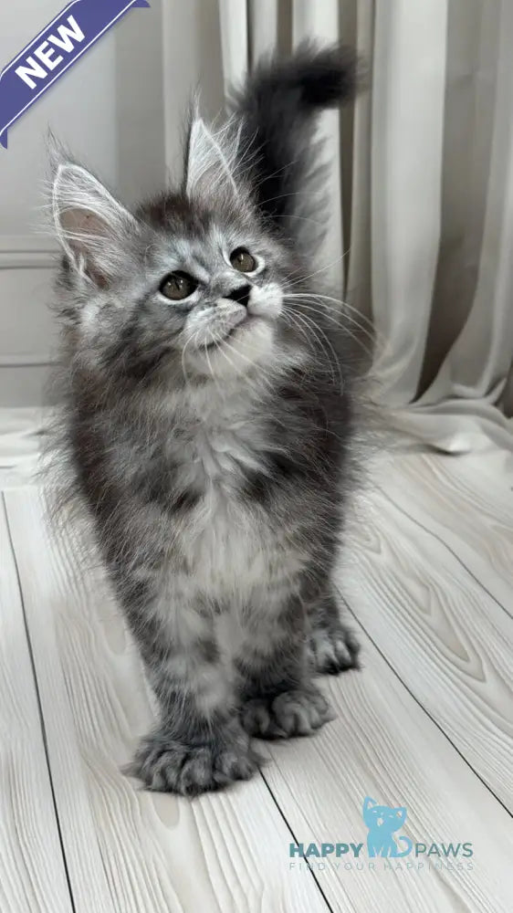 Rich Maine Coon polydactyl male black silver ticked tabby live animals