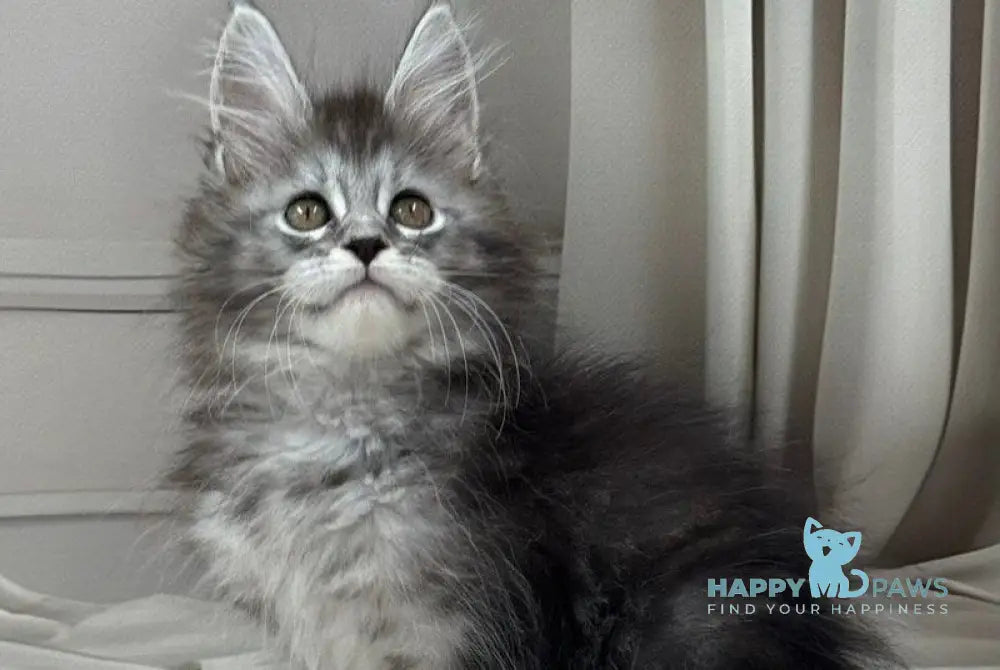 Rich Maine Coon polydactyl male black silver ticked tabby live animals