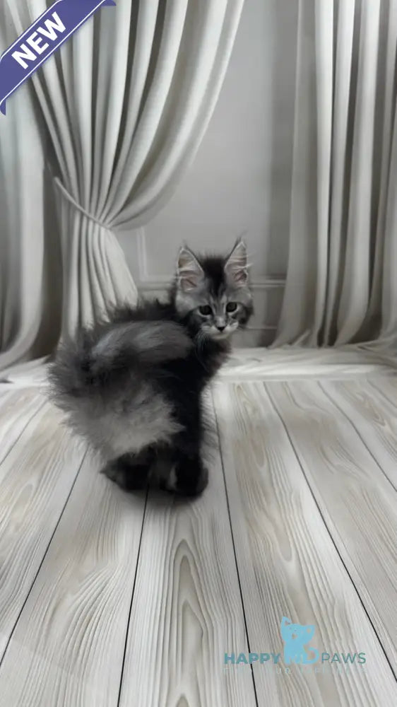 Rich Maine Coon polydactyl male black silver ticked tabby live animals