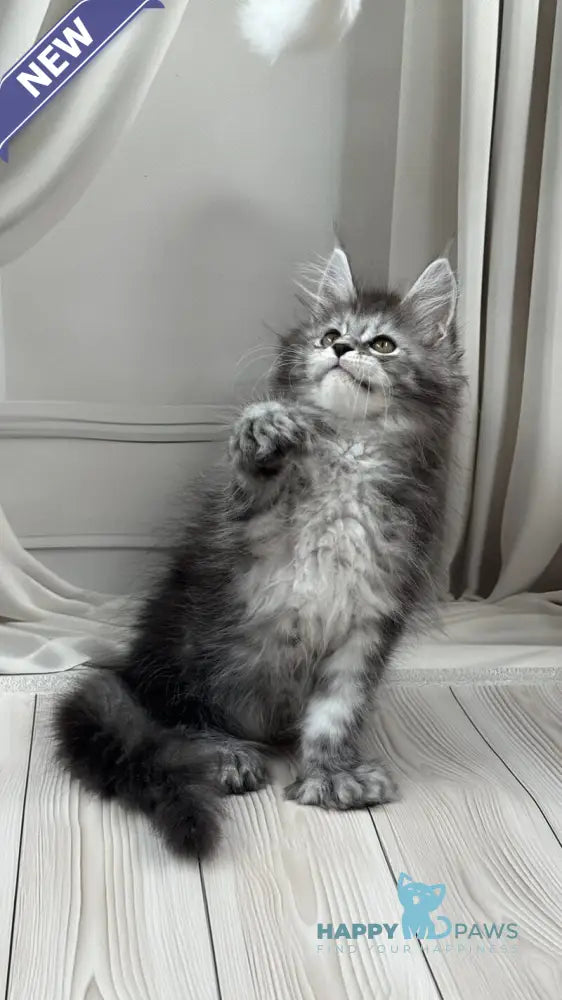 Rich Maine Coon polydactyl male black silver ticked tabby live animals