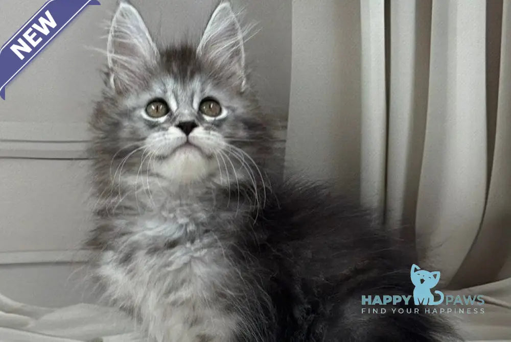 Rich Maine Coon polydactyl male black silver ticked tabby live animals