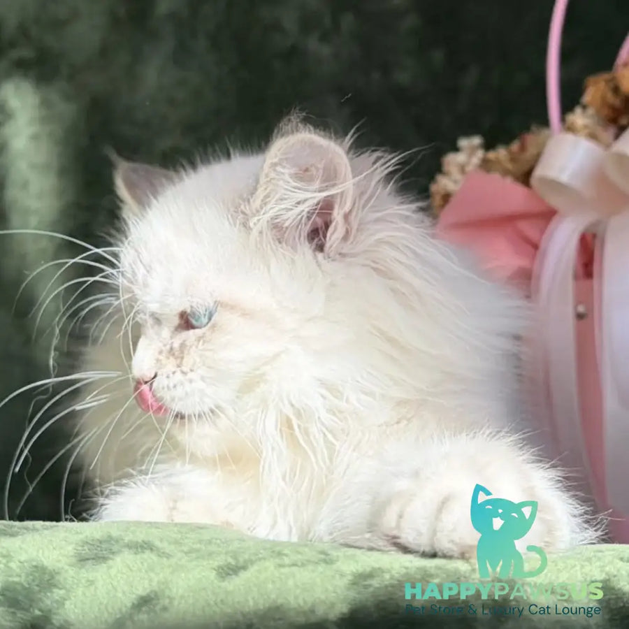 Rich Siberian male blue golden tabby pointed - live animals