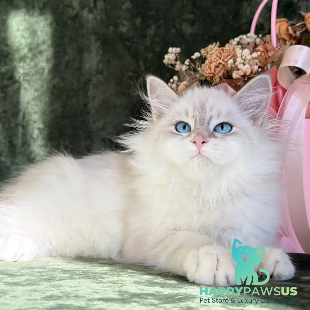 Rich Siberian male blue golden tabby pointed - live animals